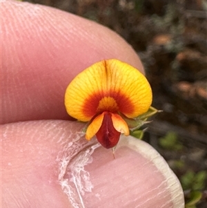 Pultenaea procumbens at Bredbo, NSW - 21 Nov 2024 01:26 PM