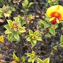 Pultenaea procumbens at Bredbo, NSW - 21 Nov 2024 01:26 PM