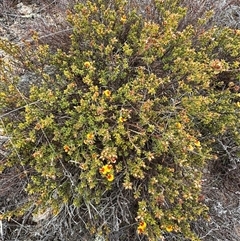 Pultenaea procumbens at Bredbo, NSW - 21 Nov 2024 01:26 PM