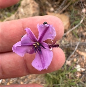 Arthropodium fimbriatum (Nodding Chocolate Lily) at Bredbo, NSW by lbradley