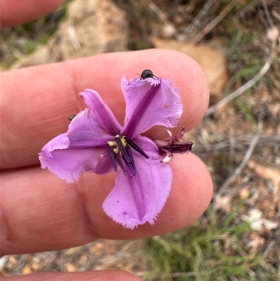 Arthropodium fimbriatum (Nodding Chocolate Lily) at Bredbo, NSW - 21 Nov 2024 by lbradley