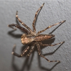 Helpis sp. (genus) (Unidentified Bronze Jumping Spider) at Bungonia, NSW - 17 Nov 2024 by AlisonMilton