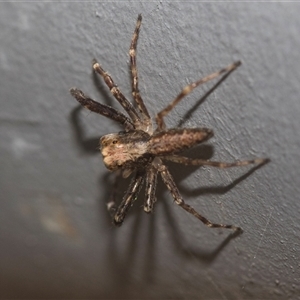 Helpis sp. (genus) at Bungonia, NSW - 17 Nov 2024