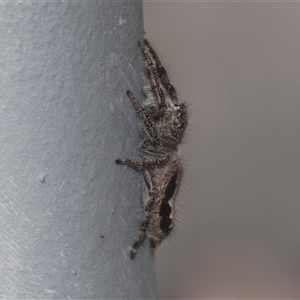 Sandalodes sp. (genus) at Bungonia, NSW - 17 Nov 2024