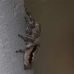 Sandalodes sp. (genus) at Bungonia, NSW - 17 Nov 2024