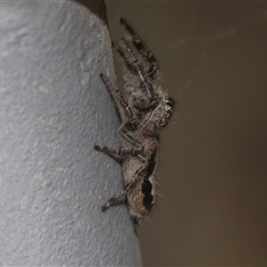 Sandalodes sp. (genus) at Bungonia, NSW - 17 Nov 2024