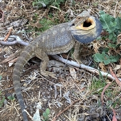 Pogona barbata (Eastern Bearded Dragon) at O'Connor, ACT - 20 Nov 2024 by dexterurbane