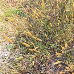 Anthoxanthum odoratum (Sweet Vernal Grass) at Watson, ACT - 20 Nov 2024 by abread111