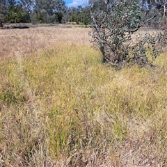 Anthoxanthum odoratum at Watson, ACT - 21 Nov 2024 10:07 AM