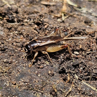 Lepidogryllus sp. (genus) (A cricket) at Braidwood, NSW - 21 Nov 2024 by MatthewFrawley