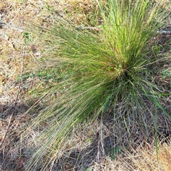 Nassella trichotoma (Serrated Tussock) at Watson, ACT - 21 Nov 2024 by abread111