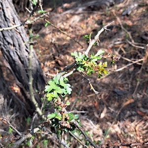 Crataegus monogyna at Watson, ACT - 21 Nov 2024