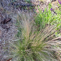 Nassella trichotoma (Serrated Tussock) at Watson, ACT - 20 Nov 2024 by abread111