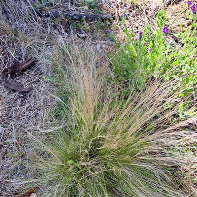 Nassella trichotoma (Serrated Tussock) at Watson, ACT - 21 Nov 2024 by abread111