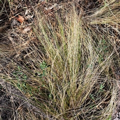 Nassella trichotoma (Serrated Tussock) at Watson, ACT - 20 Nov 2024 by abread111