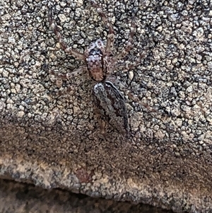 Helpis sp. (genus) at Dunlop, ACT - suppressed