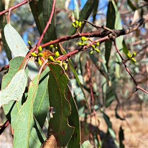 Eucalyptus bridgesiana (Apple Box) at Watson, ACT by abread111