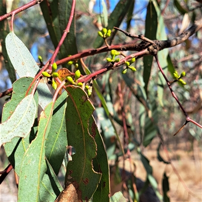 Eucalyptus bridgesiana (Apple Box) at Watson, ACT - 20 Nov 2024 by abread111