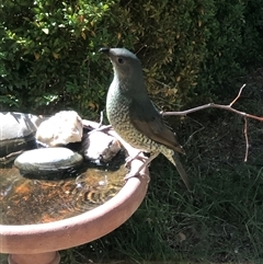 Ptilonorhynchus violaceus at Dunlop, ACT - 13 Nov 2024