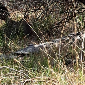 Oryctolagus cuniculus at Watson, ACT - 21 Nov 2024 09:07 AM