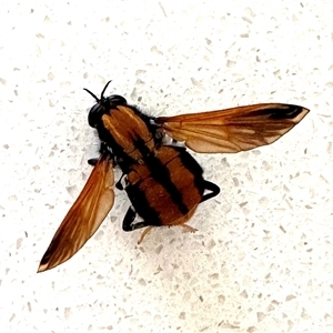 Pelecorhynchus fulvus at Beard, ACT - 21 Nov 2024 11:32 AM