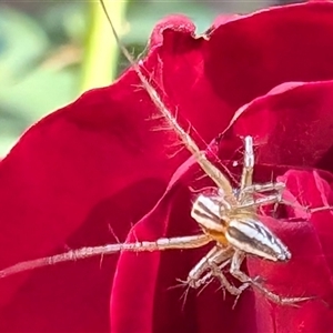 Oxyopes sp. (genus) (Lynx spider) at Watson, ACT by sbittinger