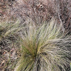 Nassella trichotoma (Serrated Tussock) at Watson, ACT - 21 Nov 2024 by abread111