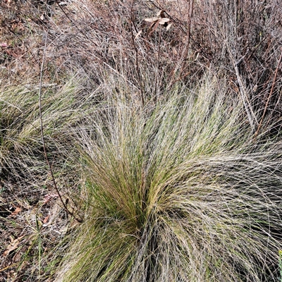 Nassella trichotoma (Serrated Tussock) at Watson, ACT - 20 Nov 2024 by abread111