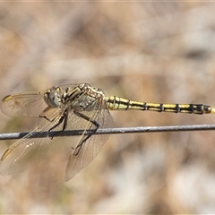 Orthetrum caledonicum (Blue Skimmer) at Dunlop, ACT - 19 Nov 2024 by AlisonMilton