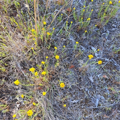 Chrysocephalum apiculatum (Common Everlasting) at Watson, ACT - 21 Nov 2024 by abread111