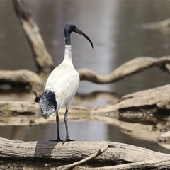 Threskiornis molucca (Australian White Ibis) at Throsby, ACT - 20 Nov 2024 by RodDeb