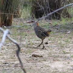 Gallirallus philippensis at Throsby, ACT - 20 Nov 2024