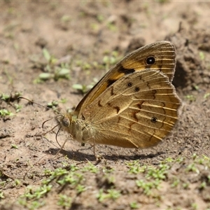 Heteronympha merope (Common Brown Butterfly) at Throsby, ACT by RodDeb