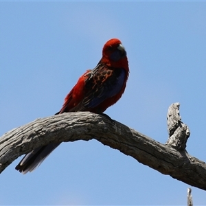 Platycercus elegans (Crimson Rosella) at Throsby, ACT by RodDeb