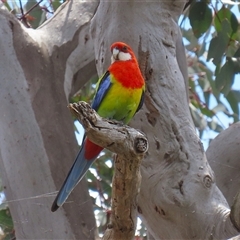 Platycercus eximius (Eastern Rosella) at Throsby, ACT - 20 Nov 2024 by RodDeb