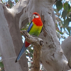 Platycercus eximius (Eastern Rosella) at Throsby, ACT by RodDeb