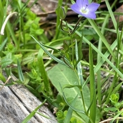 Veronica gracilis (Slender Speedwell) at Tinderry, NSW - 20 Nov 2024 by JaneR