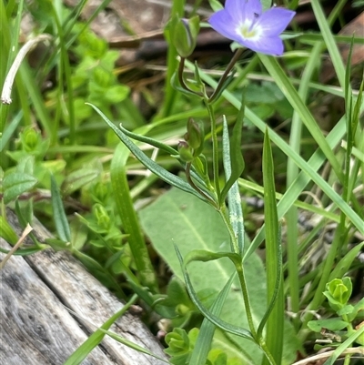 Veronica gracilis (Slender Speedwell) at Tinderry, NSW - 20 Nov 2024 by JaneR