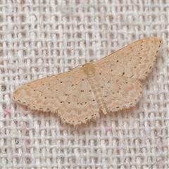 Idaea philocosma (Flecked Wave) at Harrison, ACT - 20 Nov 2024 by DPRees125