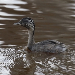 Poliocephalus poliocephalus (Hoary-headed Grebe) at Throsby, ACT - 20 Nov 2024 by RodDeb