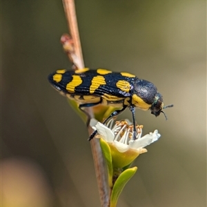 Castiarina octospilota at Holder, ACT - 21 Nov 2024 01:42 PM