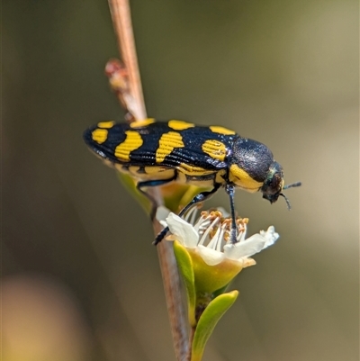 Castiarina octospilota (A Jewel Beetle) at Holder, ACT - 21 Nov 2024 by Miranda