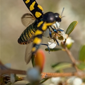 Castiarina octospilota at Holder, ACT - 21 Nov 2024 01:42 PM