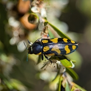 Castiarina octospilota at Holder, ACT - 21 Nov 2024 01:42 PM