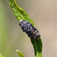 Diphucrania trimentula (Jewel beetle) at Coombs, ACT - 21 Nov 2024 by Miranda