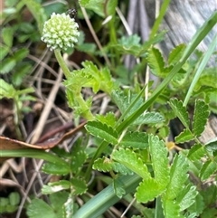 Acaena novae-zelandiae (Bidgee Widgee) at Tinderry, NSW - 20 Nov 2024 by JaneR