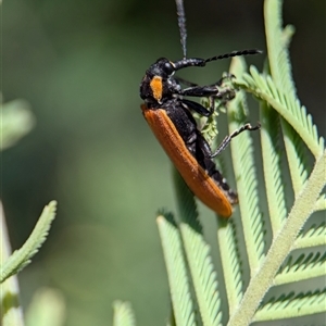 Rhinotia haemoptera (Lycid-mimic belid weevil, Slender Red Weevil) at Coombs, ACT by Miranda