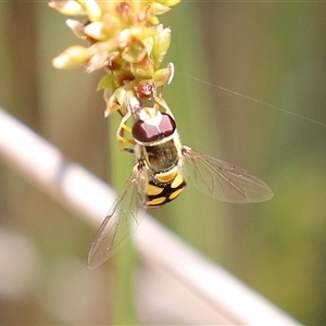 Simosyrphus grandicornis at Throsby, ACT - 20 Nov 2024 11:53 AM