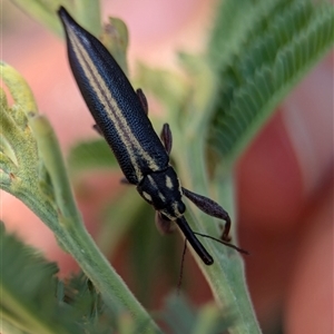 Rhinotia suturalis (Belid weevil) at Holder, ACT by Miranda