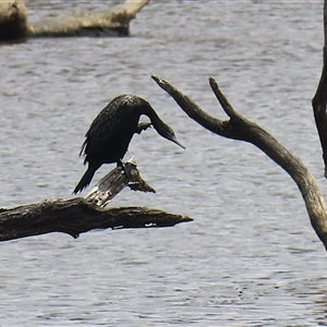 Phalacrocorax sulcirostris at Throsby, ACT - 20 Nov 2024